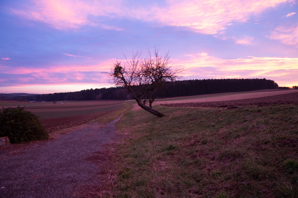 leafless tree on green grass field under cloudy sky during daytime