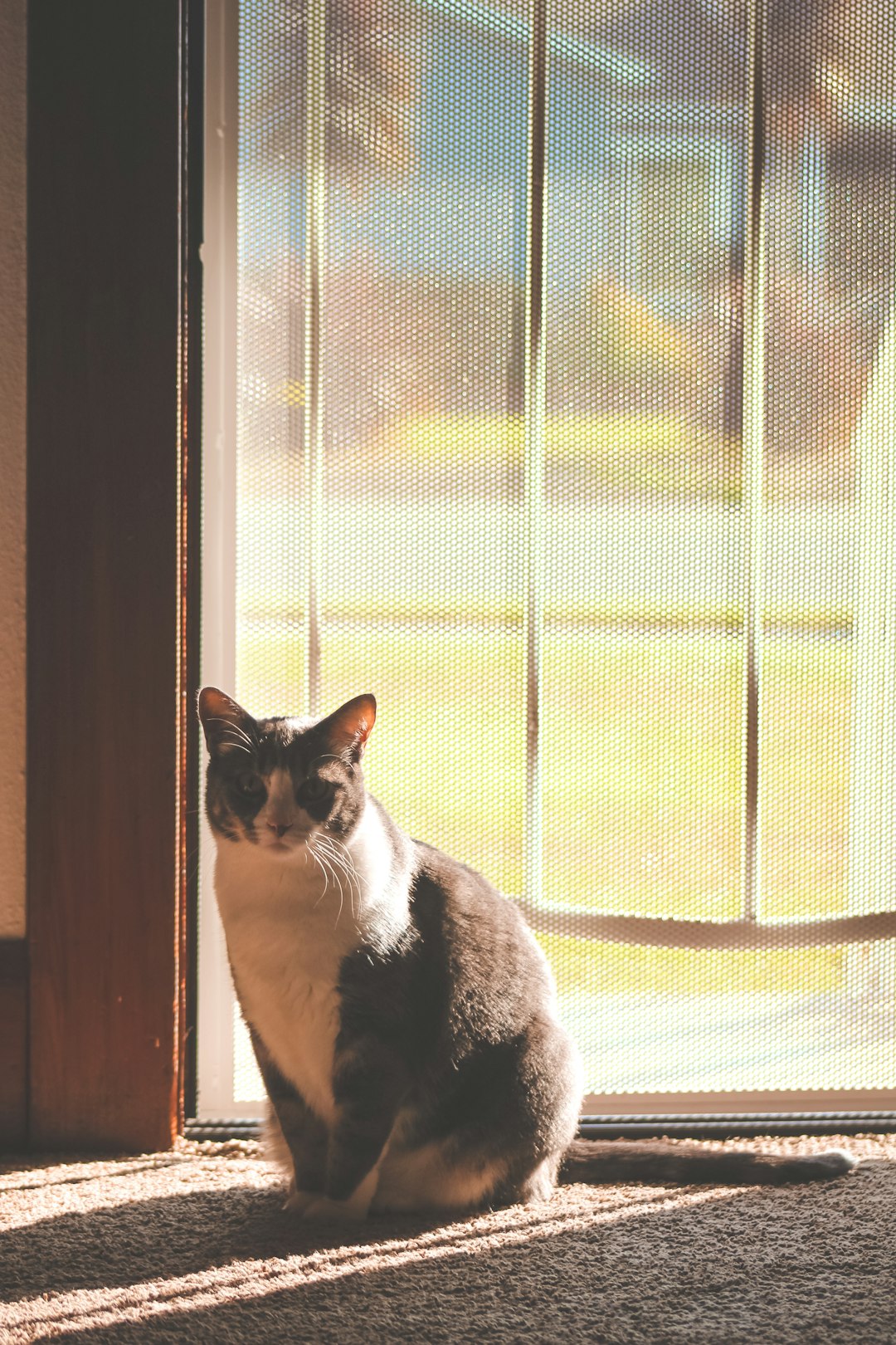 white and black cat sitting on window