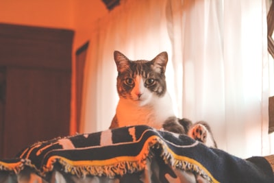 brown and white cat on black and white textile blanket zoom background