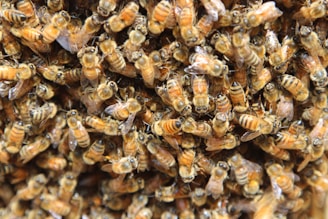 A densely packed cluster of bees with striped, amber-colored bodies and translucent wings. The bees appear to be swarming closely together, creating a textured and dynamic composition.