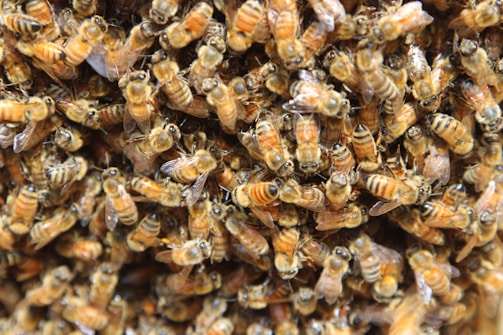 A densely packed cluster of bees with striped, amber-colored bodies and translucent wings. The bees appear to be swarming closely together, creating a textured and dynamic composition.