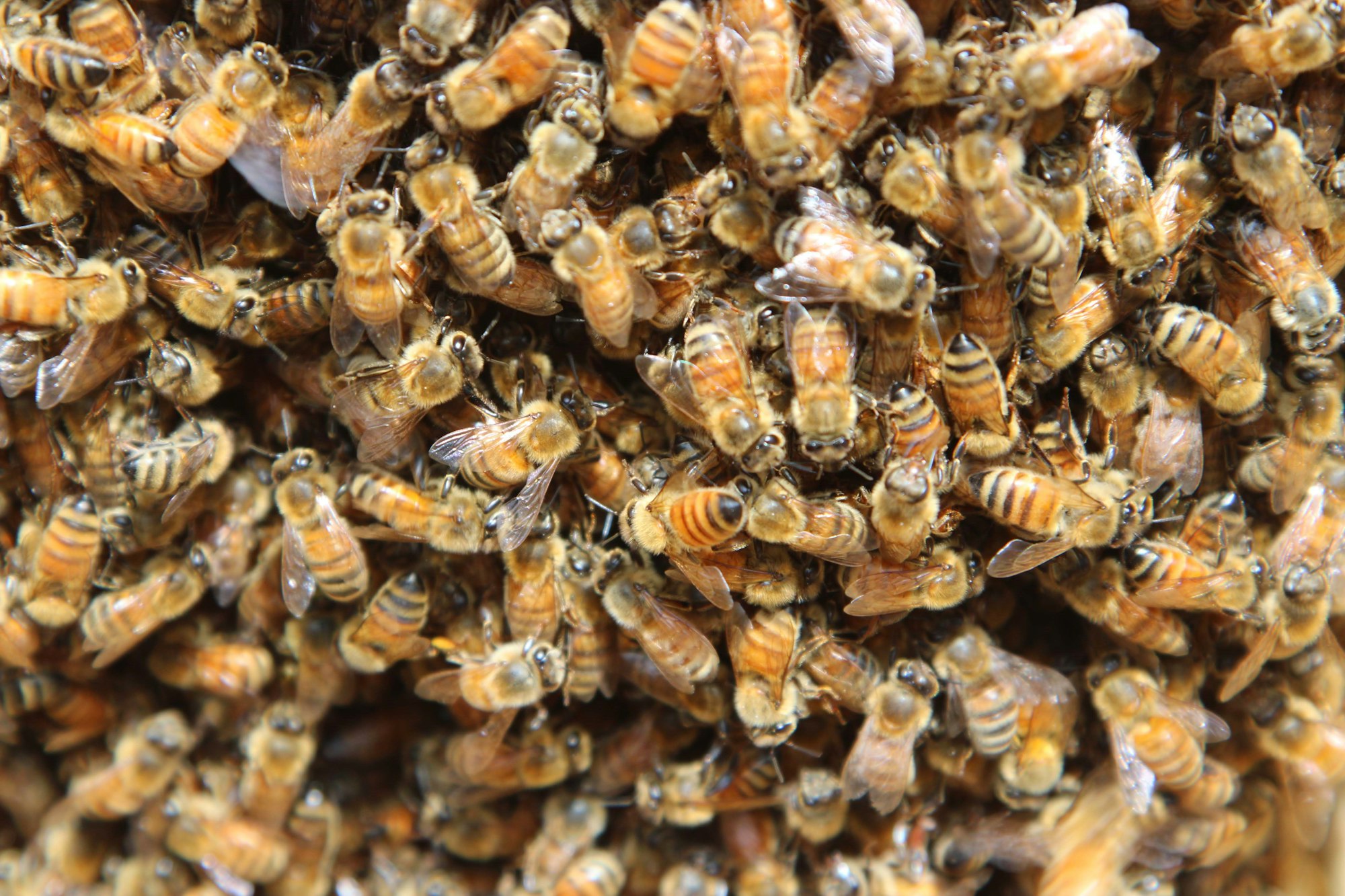 (List #2): Bees, B-Corp and Net Zero May 31, 2021