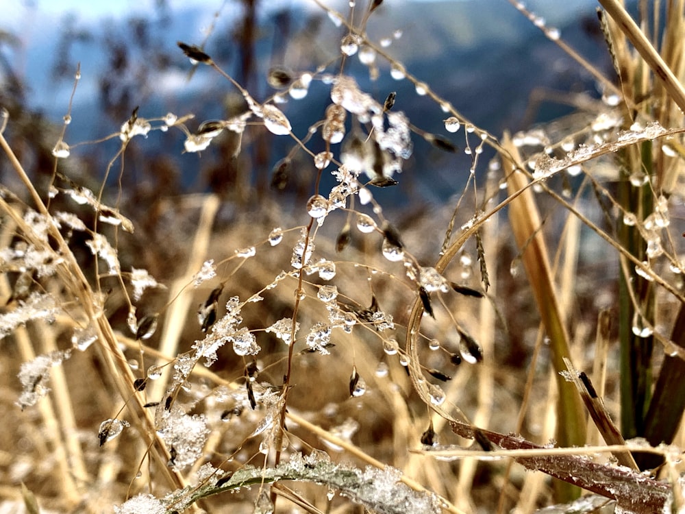 brown grass with snow on top