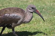 grey and black bird on green grass during daytime