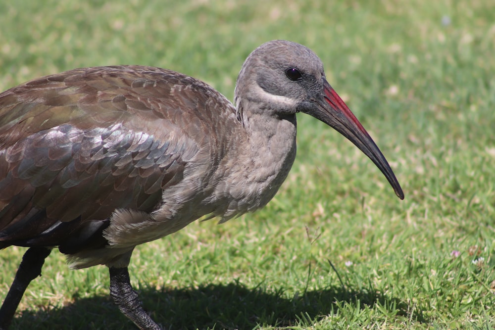 昼間の緑の芝生の上の灰色と黒の鳥