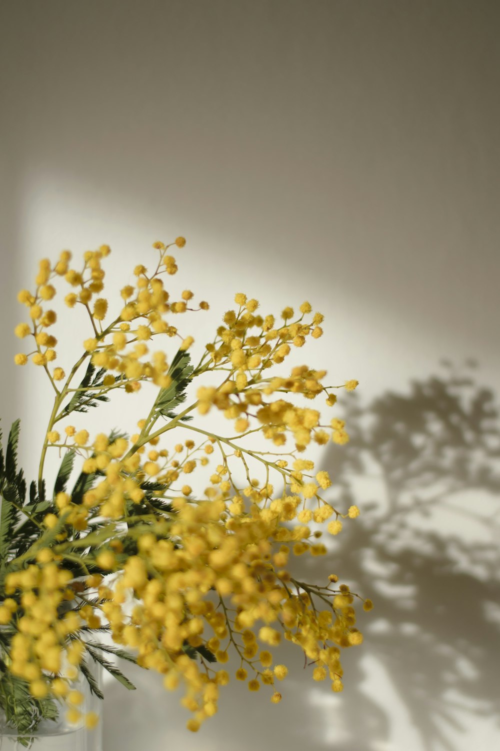 yellow flowers in tilt shift lens