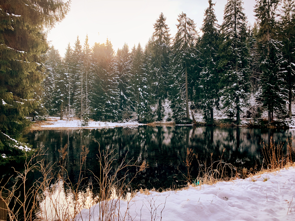 green trees beside lake during daytime