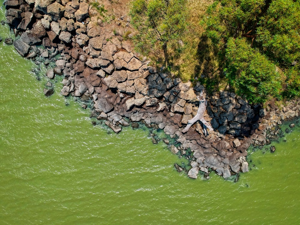 gray rocks on green water