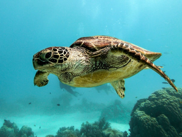 Close-up of a sea turtle gliding gracefully through clear blue waters