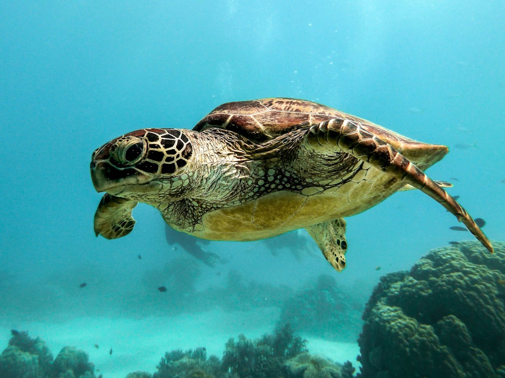 brown and black turtle under water