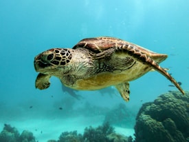 A sea turtle glides gracefully through clear blue ocean waters, surrounded by coral formations and small fish in the background. The turtle's shell exhibits intricate patterns in shades of brown and green.