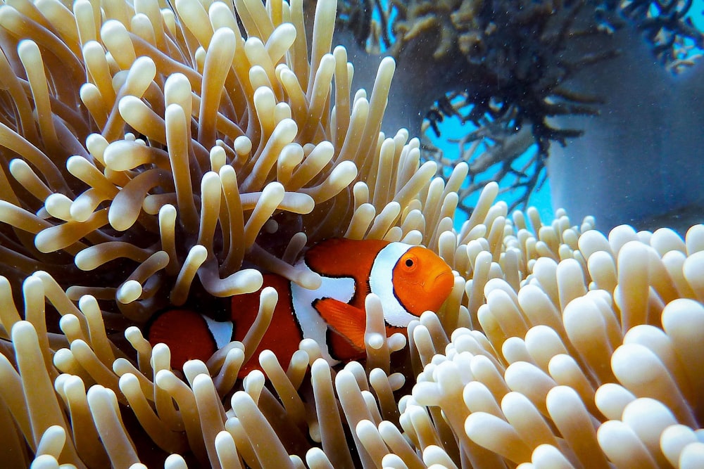 A clownfish hiding in the coral reef. 