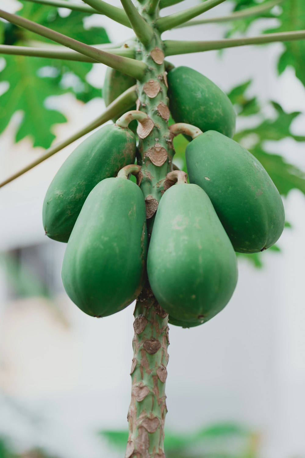 Fruta verde en palo marrón