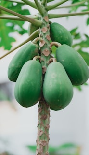 green fruit on brown stick