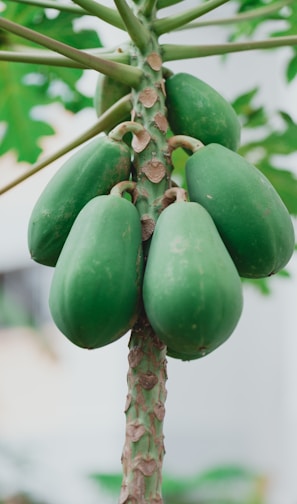 green fruit on brown stick