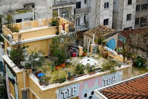 A rooftop garden filled with various ornamental plants.