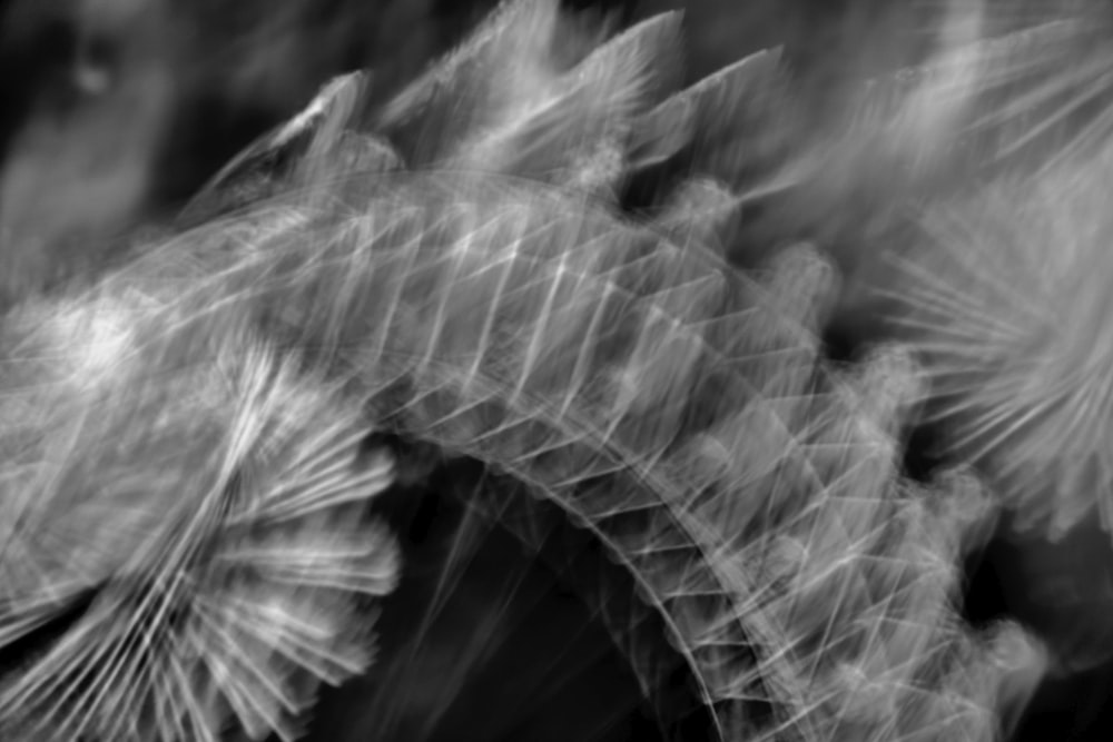 grayscale photo of a plant