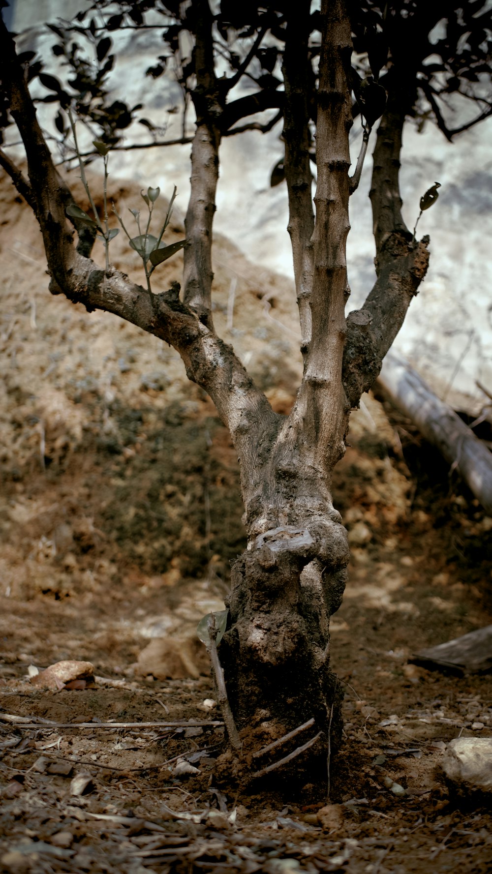 brown tree branch on brown soil