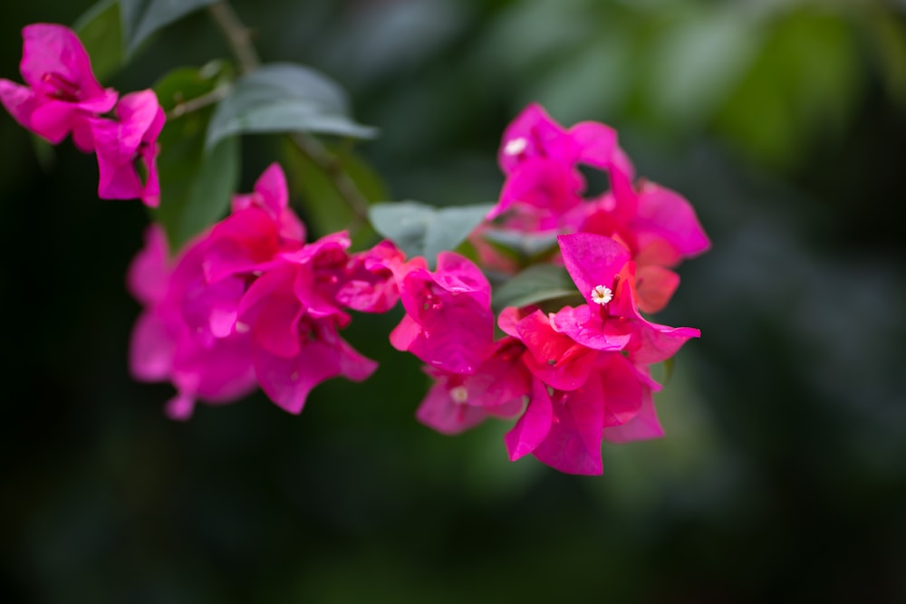 pink flowers in tilt shift lens