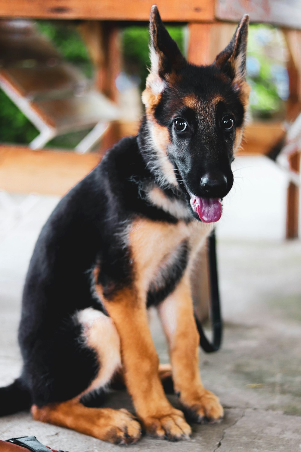 black and tan german shepherd