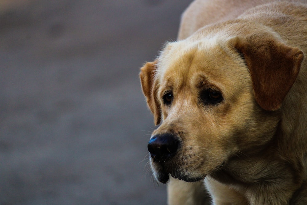 yellow labrador retriever lying on ground