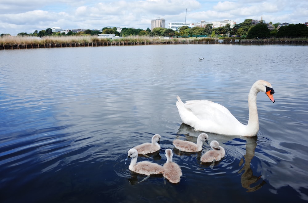 white swan on water during daytime