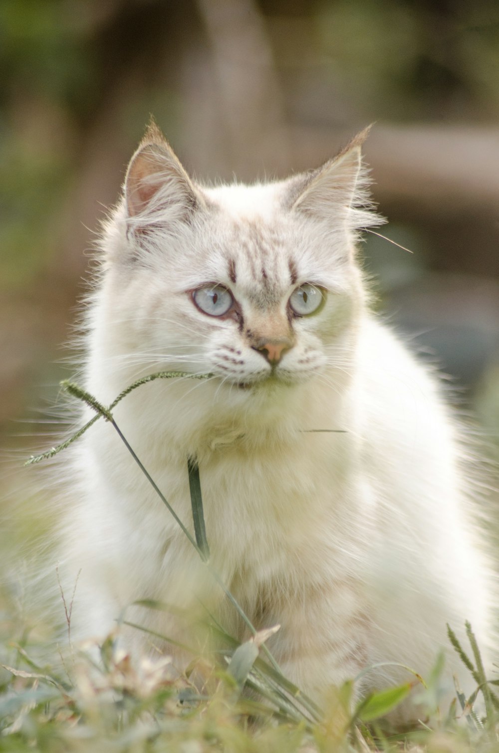 white and grey cat with green eyes