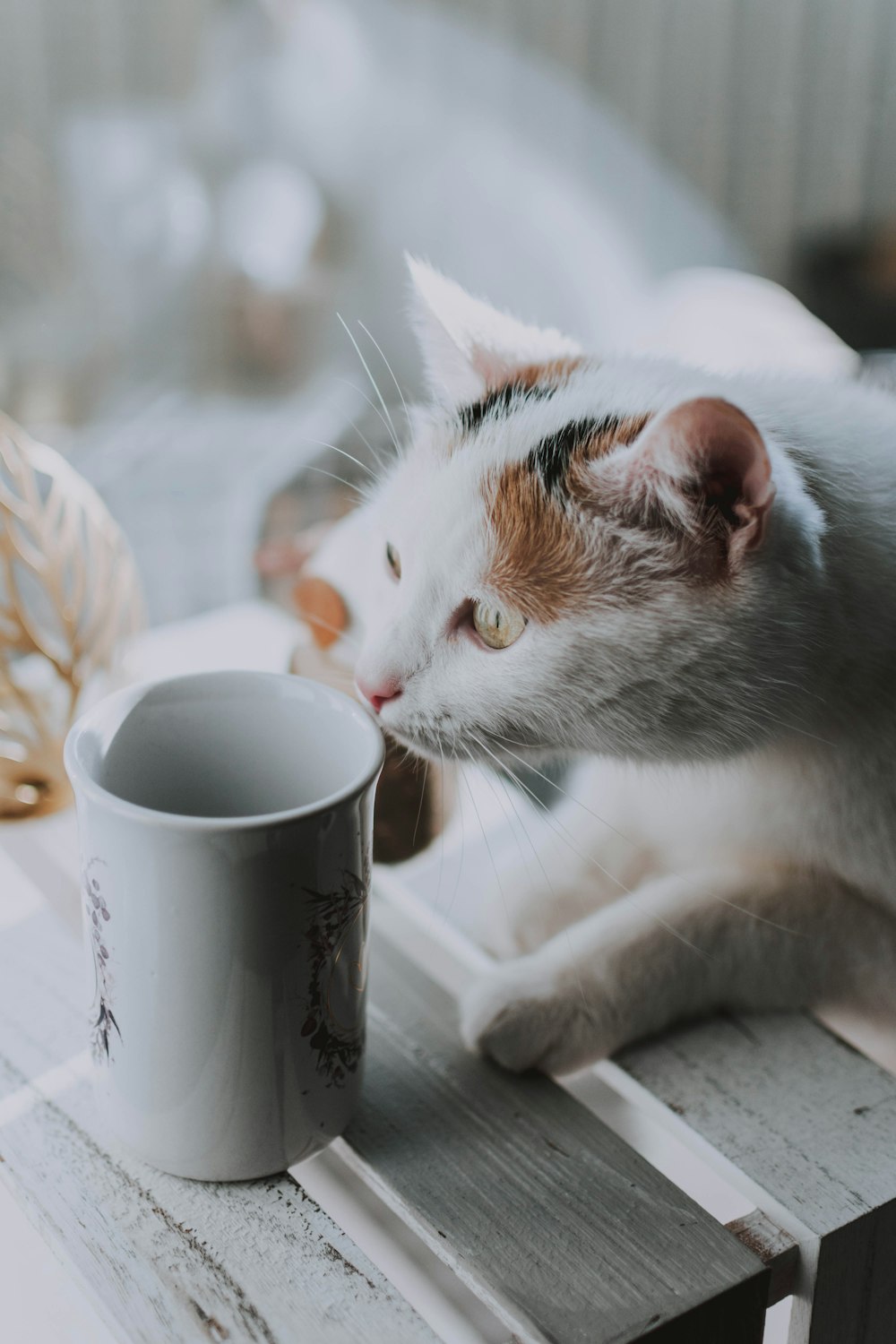 흰색 세라믹 머그잔에 흰색과 주황색 고양이