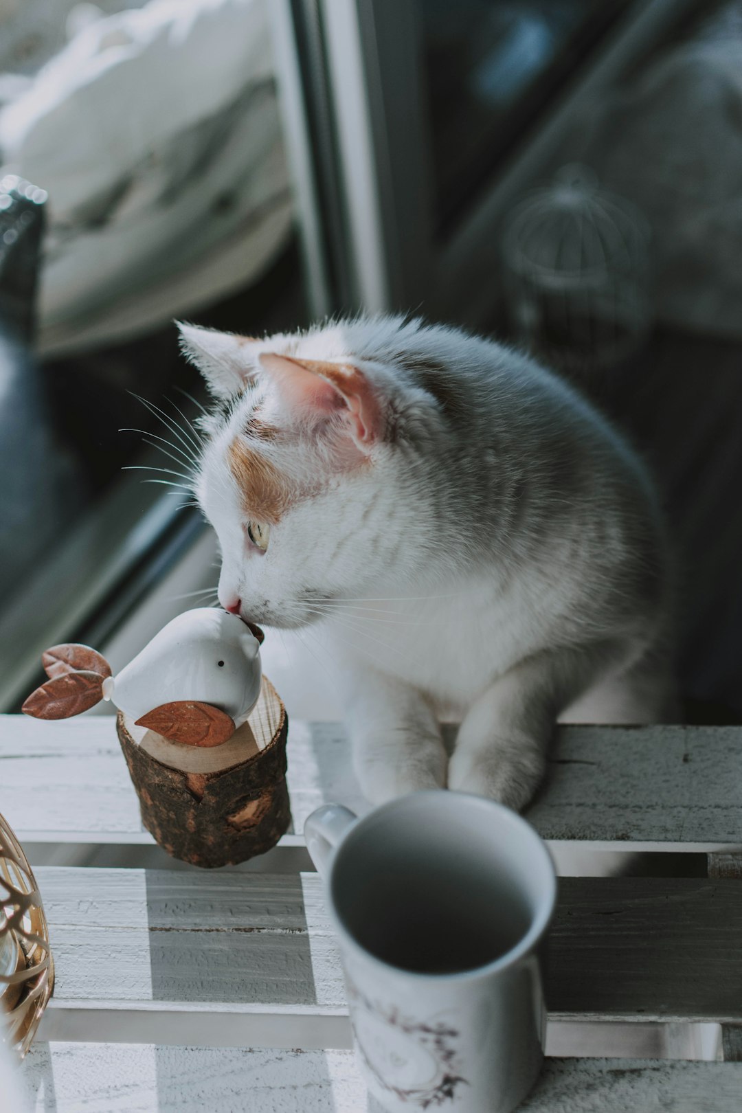 white and gray cat on brown wooden table