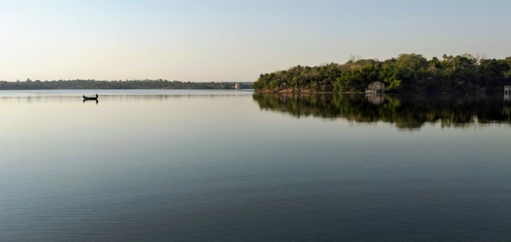 green trees beside body of water during daytime