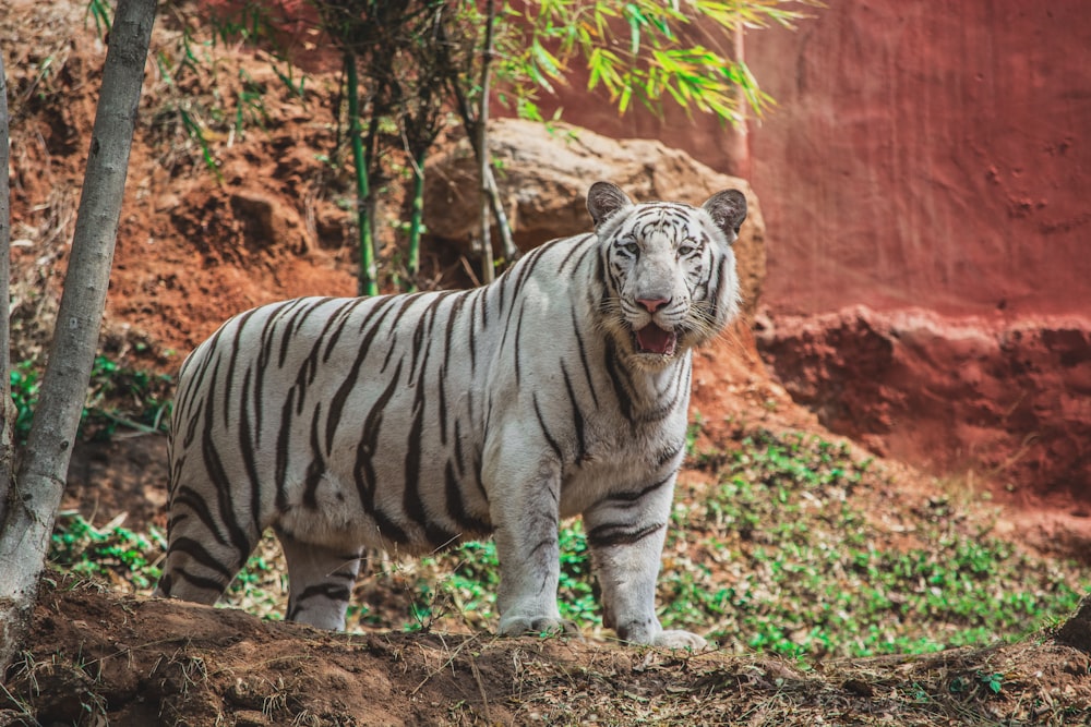 white and black tiger walking on brown leaves during daytime