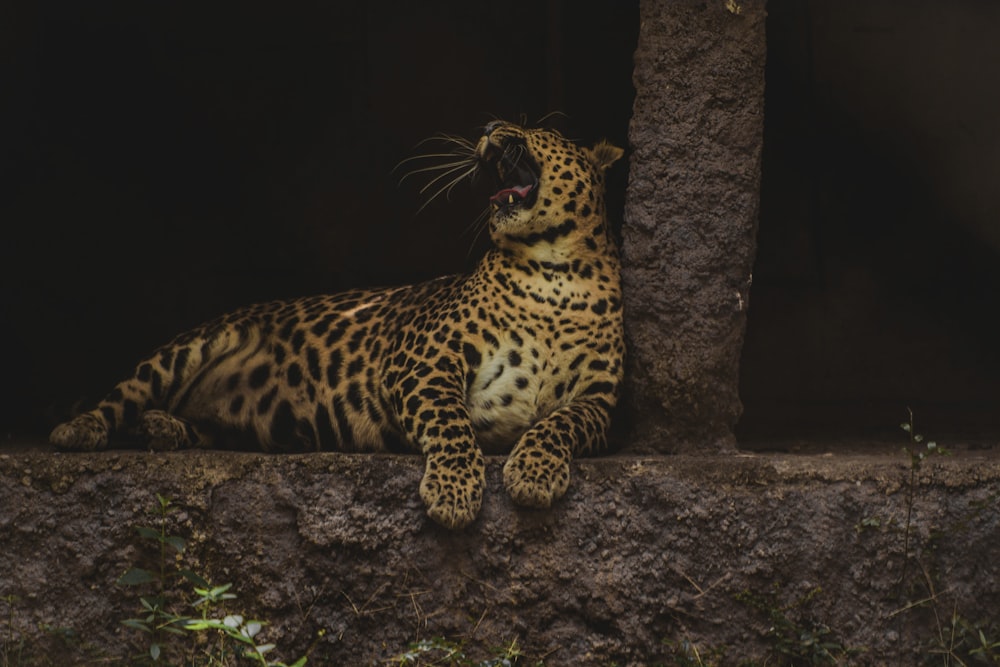 leopard lying on brown rock