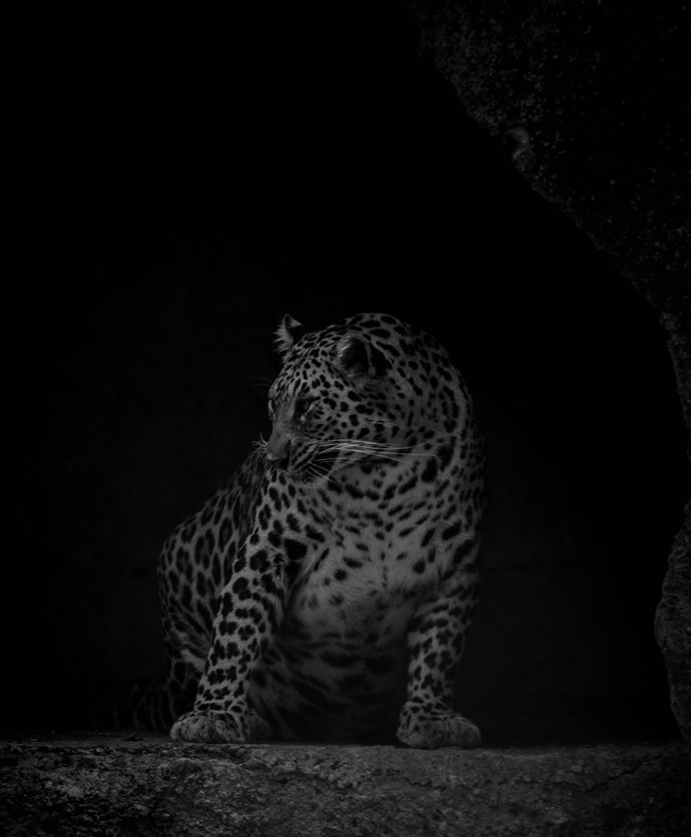 leopard on black cave during night time