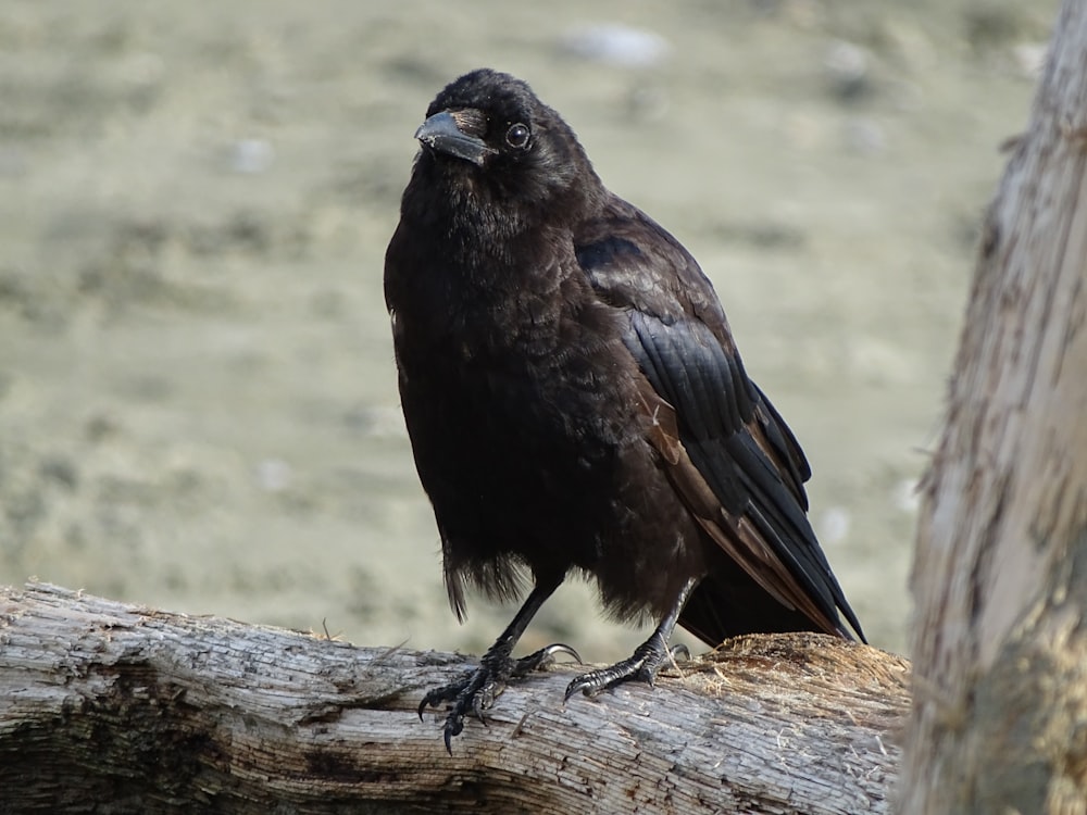 black crow on brown tree branch during daytime