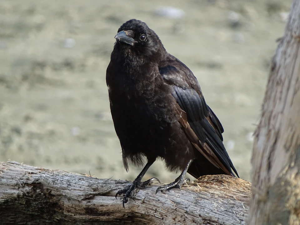 In a light brown landscape, a black crow stands perched on a fallen tree branch. The bird is facing to the right and appears to be observing its surroundings with an air of curiosity. The background features a blurred view of rocks and trees, providing context for the natural setting in which the crow has found itself.