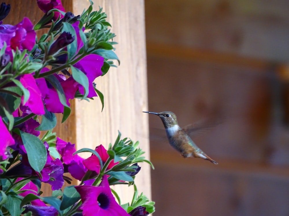 grüner und brauner Kolibri fliegt in der Nähe von lila Blumen