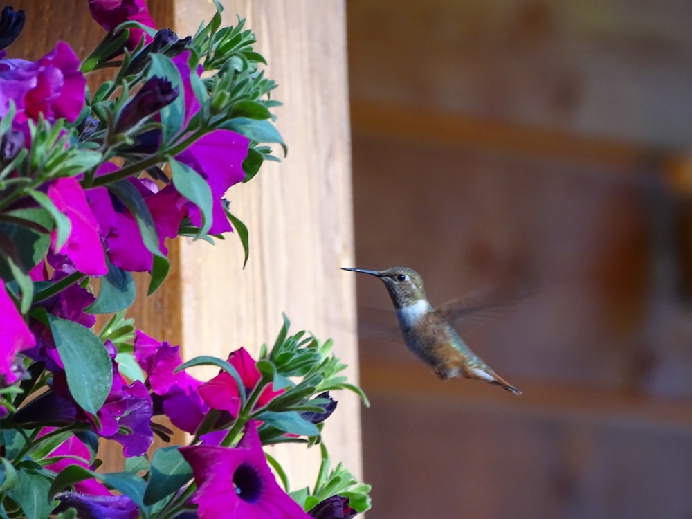 Colibrí verde y marrón volando cerca de flores moradas