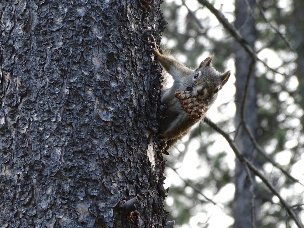 brown squirrel on brown tree