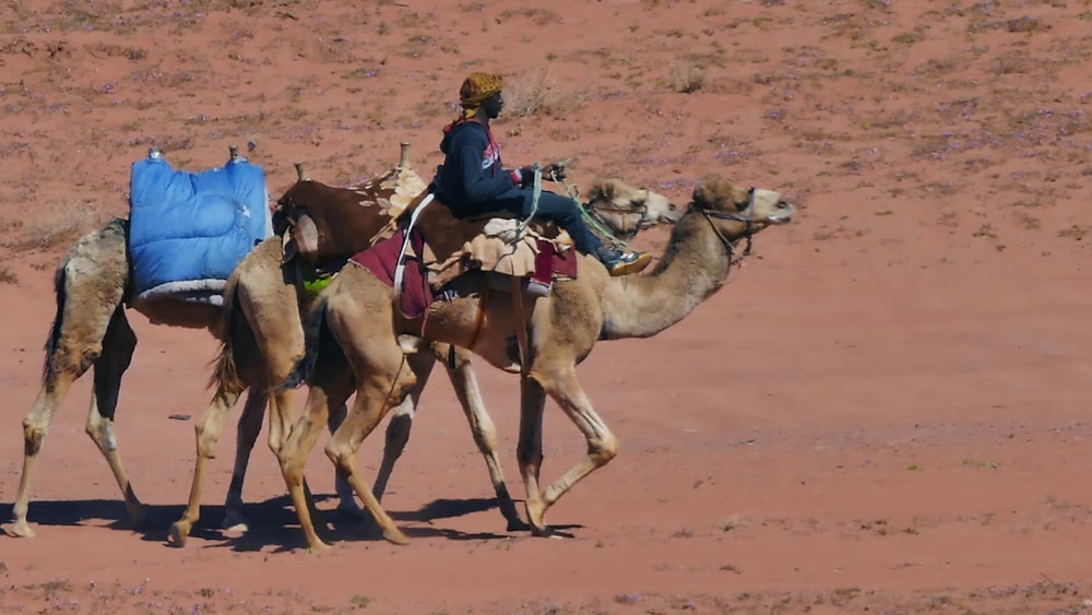 낮 동안 갈색 모래 위에 갈색 낙타를 타는 남자