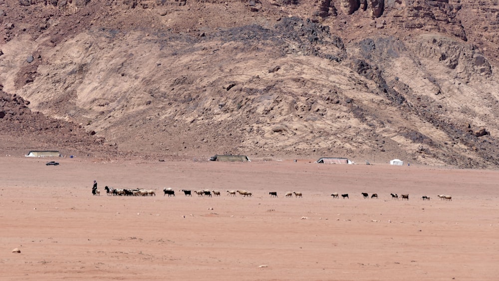 group of people on brown field during daytime