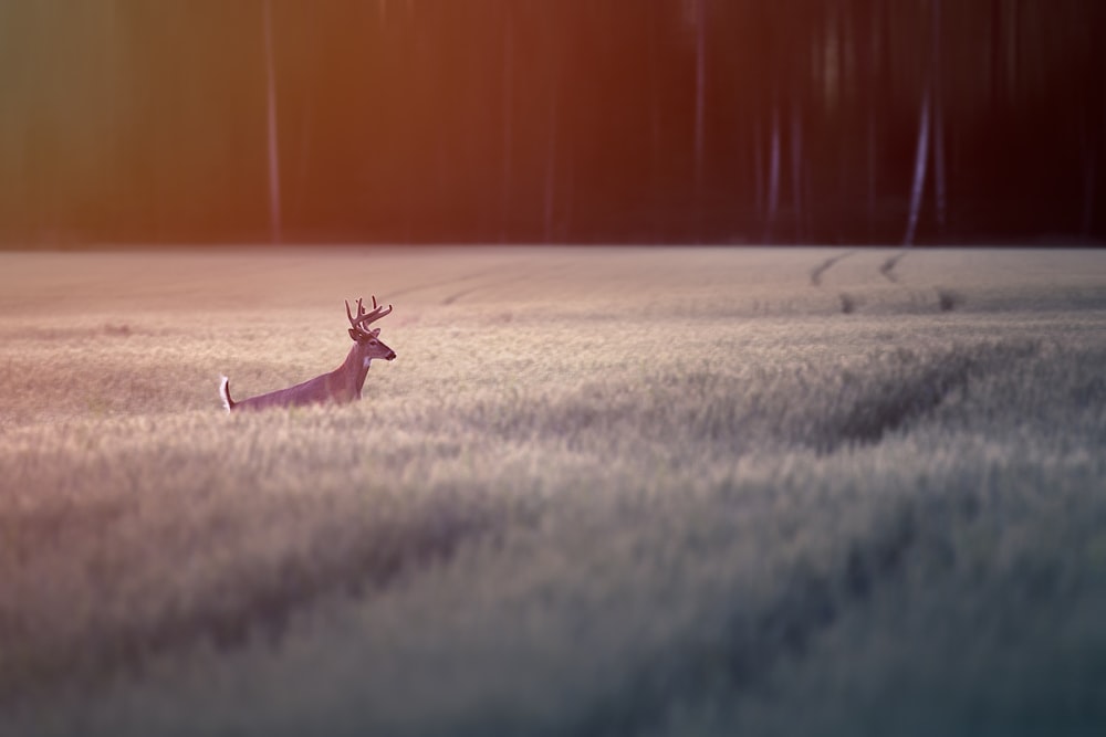 brown deer on gray sand during daytime