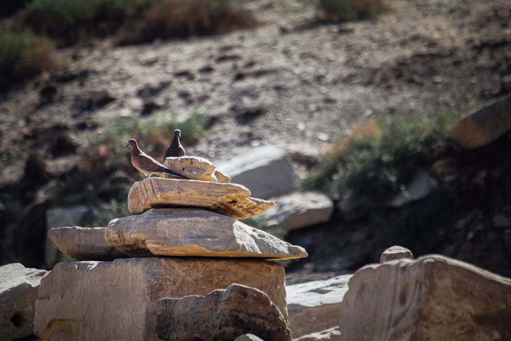 brown bird on brown wooden log during daytime