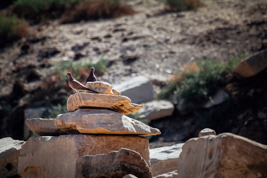 brown bird on brown wooden log during daytime in Karnak Egypt