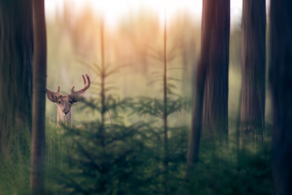 deer in forest during daytime