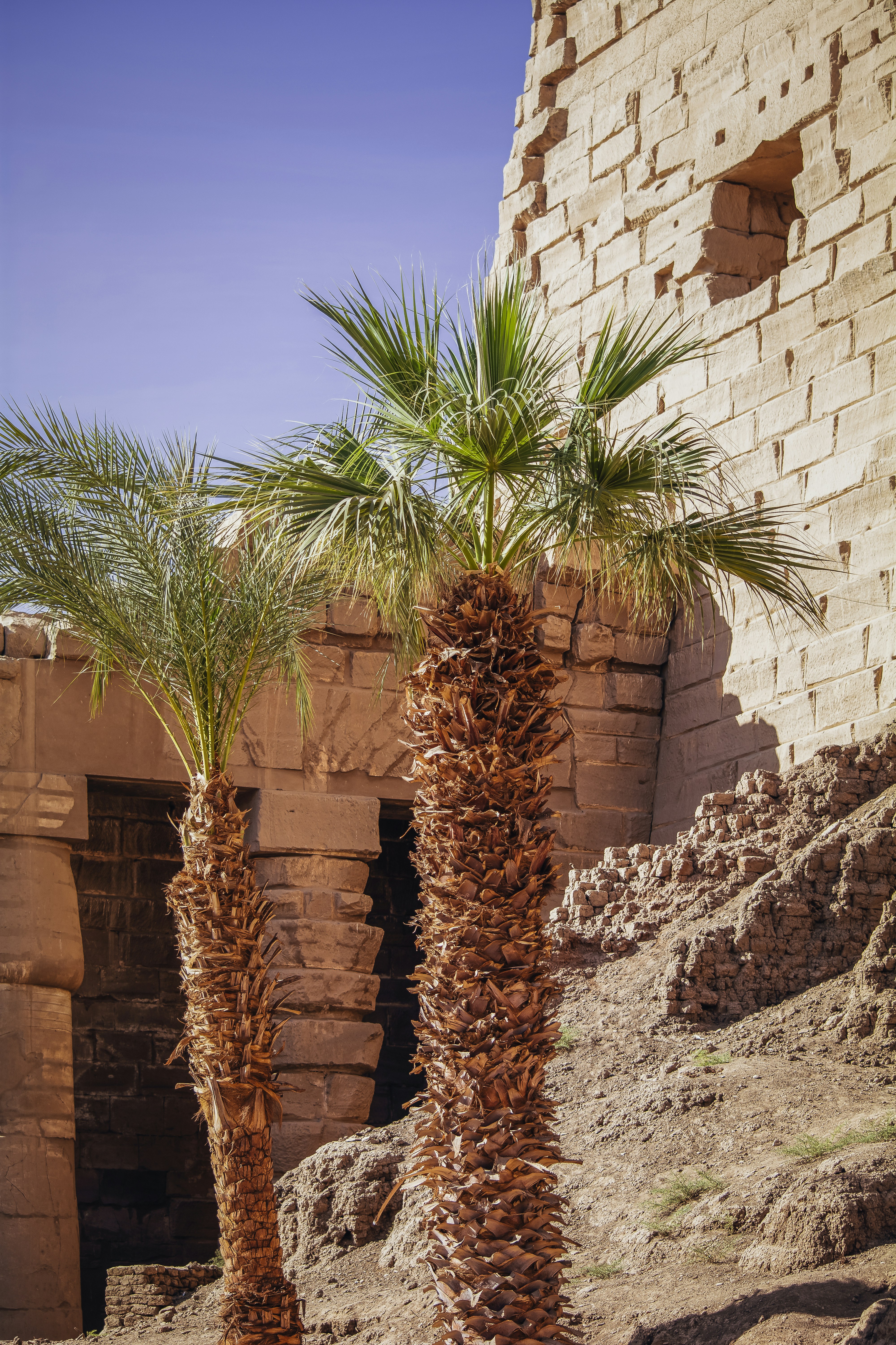 pianta verde su roccia grigia