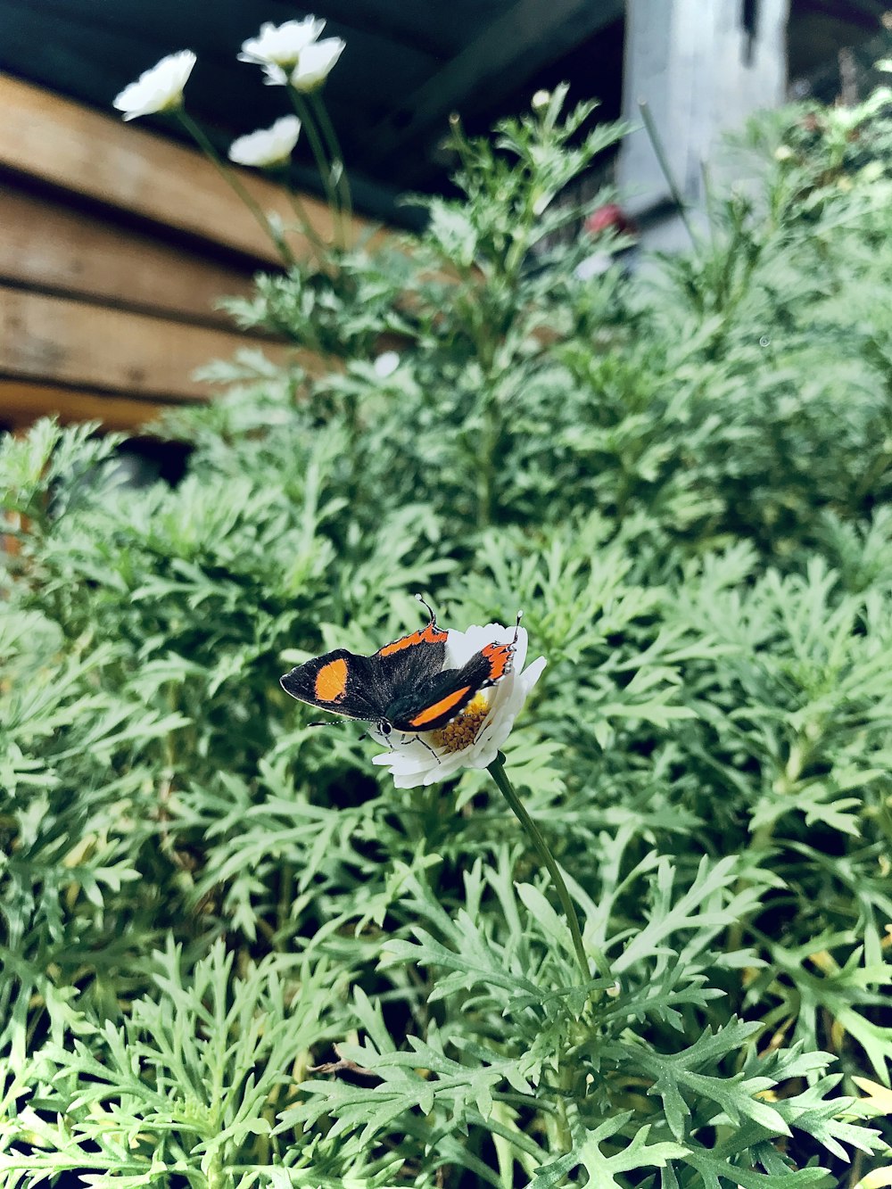 black orange and white butterfly perched on green plant during daytime
