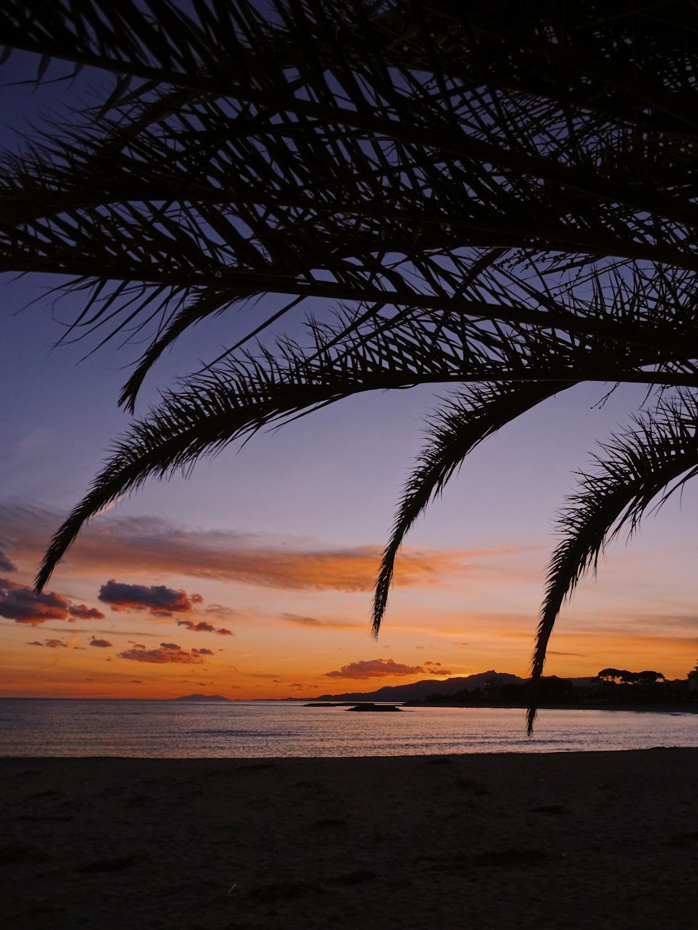 Palmera cerca del mar durante la puesta de sol