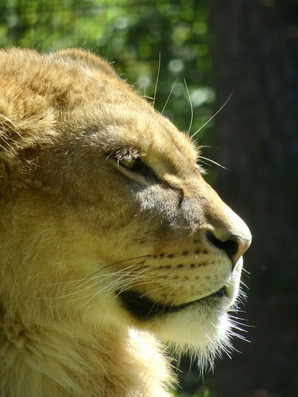 brown lioness in close up photography