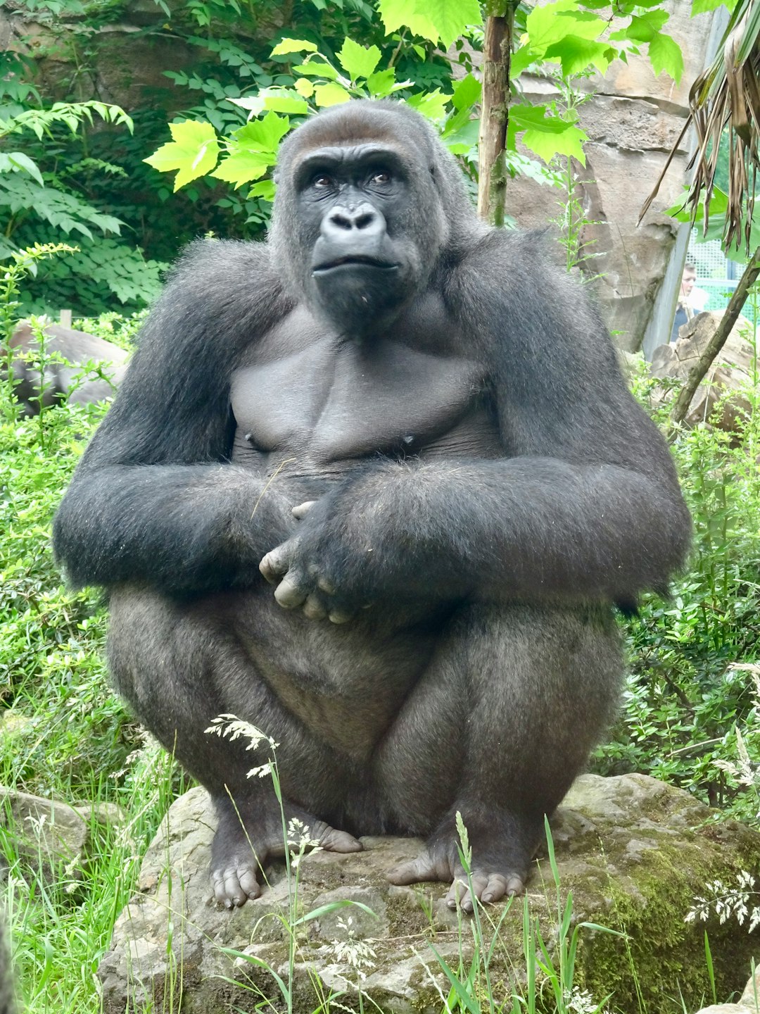 gorilla