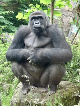 A large gorilla sits on a rock amidst lush greenery. Its fur is dark, and its expression is calm and thoughtful. The background is filled with green leaves and plants, adding a natural setting.